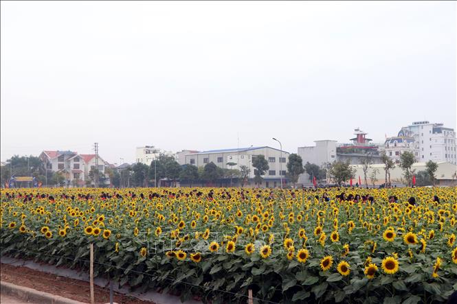 Trong ảnh: Vườn hoa hướng dương rực rỡ khoe sắc giữa lòng thành phố Hải Dương. Ảnh: Mạnh Tú - TTXVN