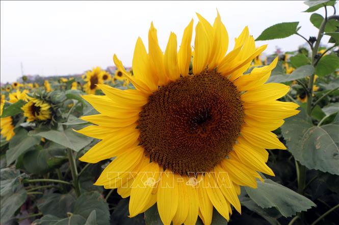 Trong ảnh: Hoa hướng dương rực rỡ khoe sắc giữa lòng thành phố Hải Dương. Ảnh: Mạnh Tú - TTXVN