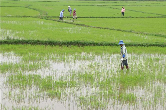 Trong ảnh: Nông dân phường Đông Giang, thành phố Đông Hà (Quảng Trị), chăm sóc lúa vụ Đông Xuân 2022-2023. Ảnh: Nguyên Lý-TTXVN
