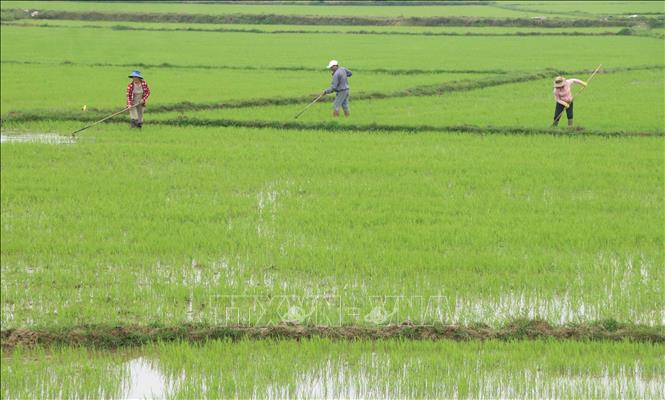 Trong ảnh: Nông dân phường Đông Giang, thành phố Đông Hà (Quảng Trị), chăm sóc lúa vụ Đông Xuân 2022-2023. Ảnh: Nguyên Lý-TTXVN