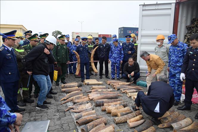 Gần 500kg ngà voi chứa trong container sừng bò nhập khẩu bị bắt giữ. Ảnh: TTXVN phát