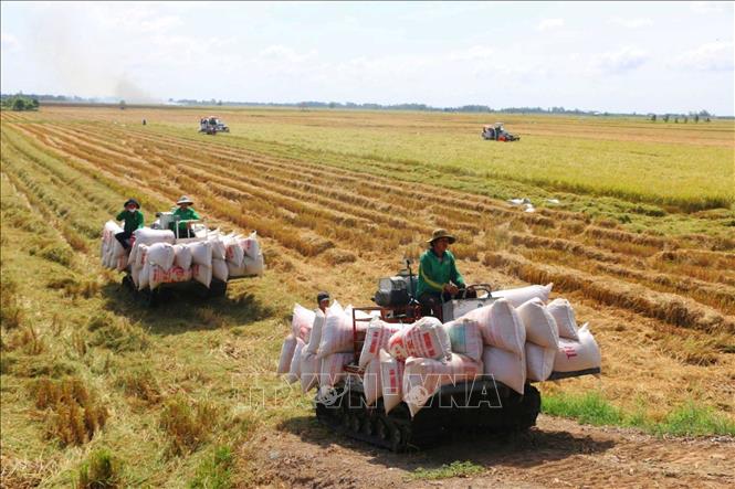Đẩy mạnh, tái cơ cấu ngành lúa gạo theo hướng nâng cao hiệu quả và phát triển bền vững, đáp ứng đầy đủ nhu cầu tiêu dùng trong nước, bảo đảm an ninh lương thực quốc gia. Ảnh: Chương Đài - TTXVN