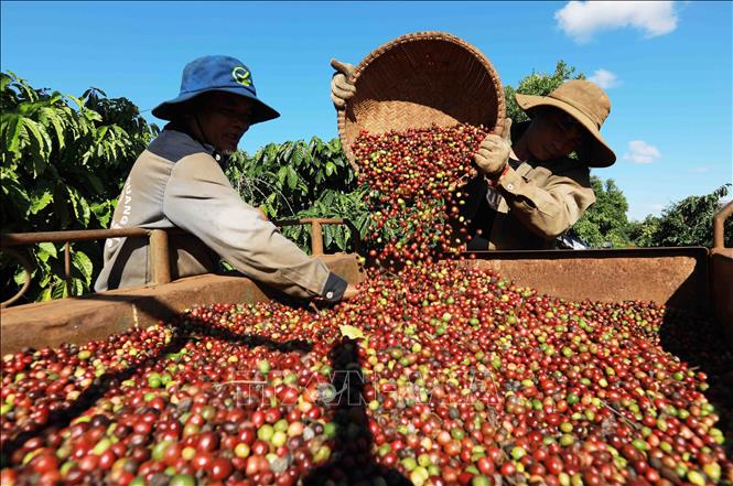Harvesting coffee beans in a plantation area of the Simexco Daklak Co. Ltd - the biggest coffee exporter in Dak Lak. VNA Photo: Vũ Sinh