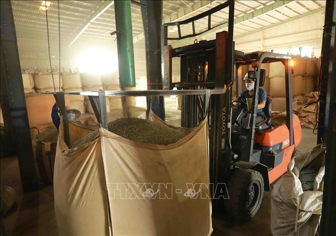 Processing coffee for export at the Simexco Daklak Co. Ltd - the biggest coffee exporter in Dak Lak. VNA Photo: Vũ Sinh