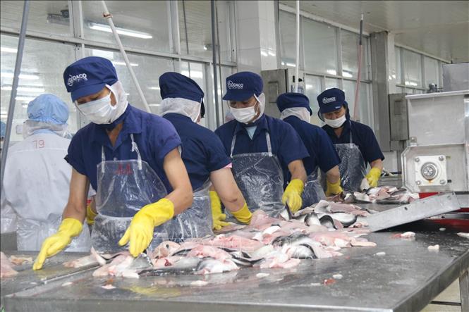 Trong ảnh: Chế biến cá da trơn tại Công ty Cổ phần Gò Đàng (Khu Công nghiệp Mỹ Tho, Tiền Giang). Ảnh: Minh Trí - TTXVN