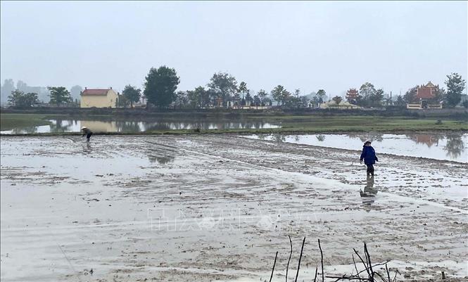 Nông dân Thanh Hóa xuống đồng cấy lúa. Ảnh: Nguyễn Nam-TTXVN