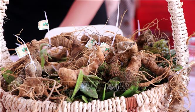 Sản phẩm sâm Ngọc Linh củ tại phiên chợ lần thứ hai. Ảnh: Cao Nguyên-TTXVN
