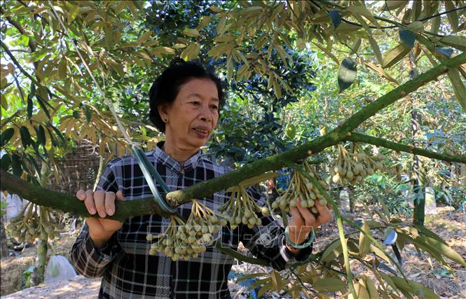 Bà Phan Thị Ngọc Hương ở xã Mỹ Long, huyện Cao Lãnh, xử lý cho vườn sầu riêng 10.000m2 ra hoa. Ảnh: Nhựt An - TTXVN