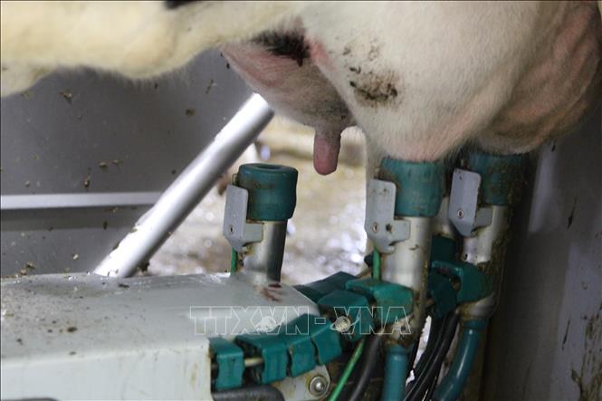 Trong ảnh: Robot tự động vắt sữa bò ở trang trại Honbu Farm. Ảnh: Đào Thanh Tùng - Phóng viên TTXVN tại Tokyo