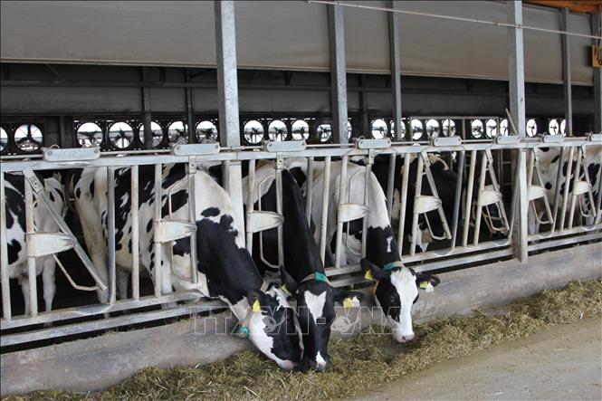Trong ảnh: Chuồng bò ở Honbu Farm được lắp đặt hệ thống tự động kiểm soát nhiệt độ và độ ẩm bằng cảm biến và quạt. Ảnh: Đào Thanh Tùng - Phóng viên TTXVN tại Tokyo