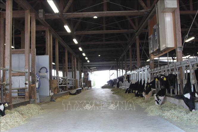 Trong ảnh: Trang trại bò sữa Honbu Farrm ở thị trấn Shintomi, phía Đông tỉnh Miyazaki (Nhật Bản). Ảnh: Đào Thanh Tùng - Phóng viên TTXVN tại Tokyo
