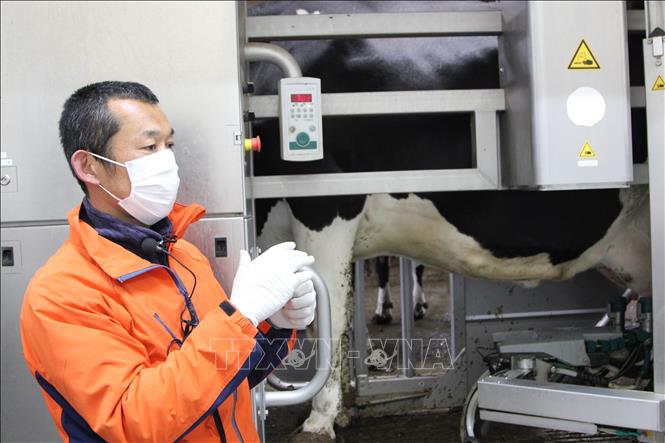 Trong ảnh: Ông Hirohisha Honbu, Giám đốc trang trại Honbu Farm, giới thiệu về robot tự động vắt sữa bò. Ảnh: Đào Thanh Tùng - Phóng viên TTXVN tại Tokyo