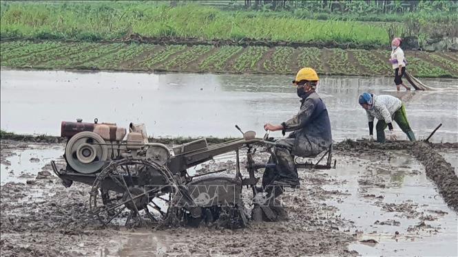  Nông dân xã Bình Định, huyện Yên Lạc làm đất, gieo cấy lúa Xuân 2023. Ảnh: Nguyễn Trọng Lịch-TTXVN