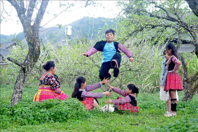 Children of the Mong  ethnic minority group in Ta Phenh village, Tan Lap commune, Moc Chau district play in their plum garden. VNA Photo: Quang Quyết