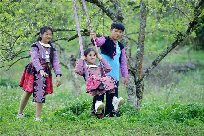 Children of the Mong  ethnic minority group in Ta Phenh village, Tan Lap commune, Moc Chau district play in their plum garden. VNA Photo: Quang Quyết