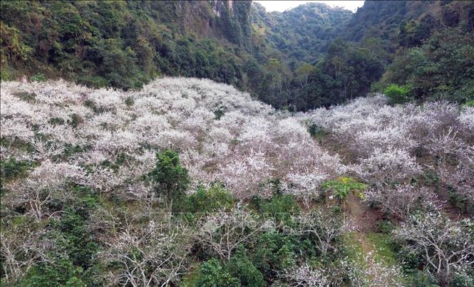 Plum flowers white all the mountains and hills. VNA Photo: Quang Quyết