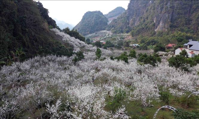 Plum flowers white all the mountains and hills. VNA Photo: Quang Quyết