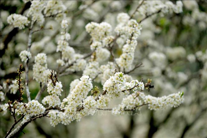 Plum flowers white all the mountains and hills. VNA Photo: Quang Quyết