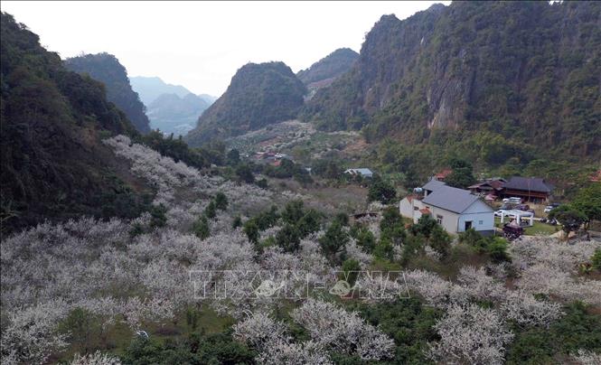 Plum flowers white all the mountains and hills. VNA Photo: Quang Quyết