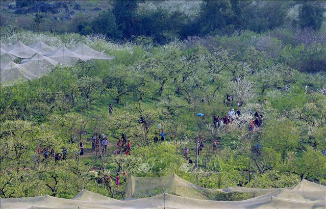 Plum flower gardens draw tourists to contemplate and take photos. VNA Photo: Quang Quyết