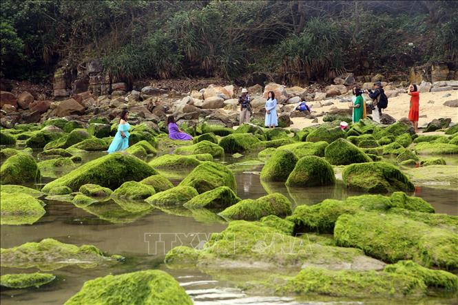 Trong ảnh: Người dân, du khách hào hứng đến chụp ảnh với bãi đá rêu mỗi khi thủy triều rút. Ảnh: Trần Lê Lâm – TTXVN 