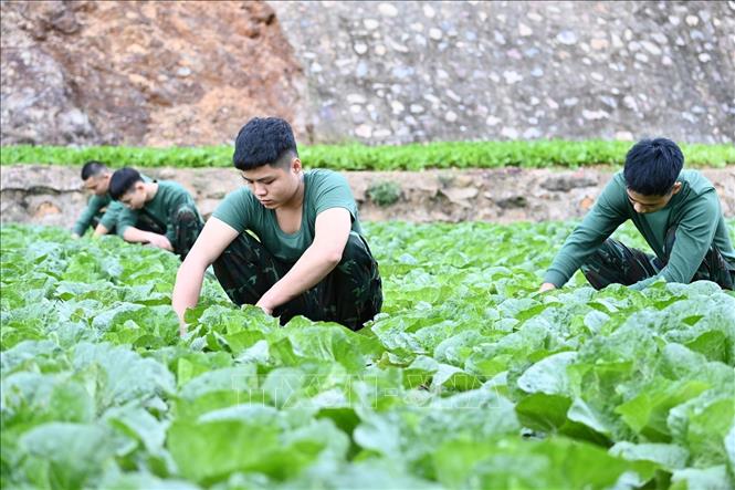 Trong ảnh: Chiến sĩ mới tích cực tăng gia tạo nguồn thực phẩm tại chỗ, bảo đảm chất lượng, an toàn vệ sinh thực phẩm.. Ảnh: Thanh Vân-TTXVN