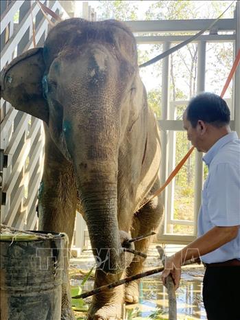 Voi Rốk được theo dõi, điều trị tại Trung tâm Bảo tồn voi, cứu hộ động vật và quản lý bảo vệ rừng tỉnh Đắk Lắk gần 1 tháng qua. Ảnh: TTXVN phát