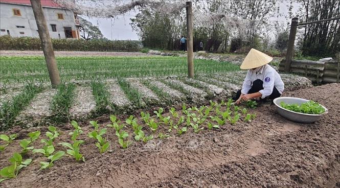 Mô hình trồng rau thủy canh hữu cơ tại gia Du lịch nửa tháng về nhà có rau  ăn