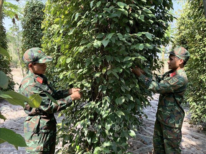 Trong ảnh: Những gia đình được bộ đội hỗ trợ thu hoạch tiêu là những gia đình có thanh niên nhập ngũ năm 2023 và những gia đình khó khăn trên địa bàn huyện. Ảnh: Hoàng Nhị - TTXVN.