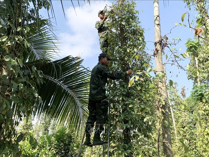 Trong ảnh: Các cán bộ, chiến sĩ hỗ trợ bà con nông dân tại xã Bàu Chính, huyện Châu Đức thu hoạch hồ tiêu. Ảnh: Hoàng Nhị - TTXVN./.