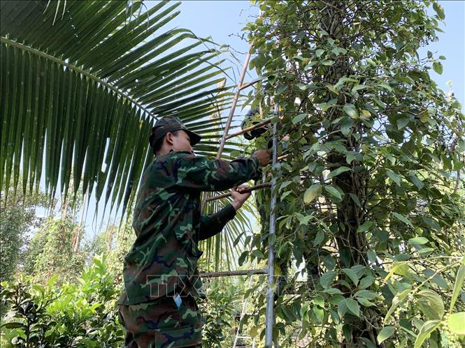 Trong ảnh: Các cán bộ, chiến sĩ Sư đoàn 302 hỗ trợ bà con nông dân xã Bàu Chinh, huyện Châu Đức thu hoạch tiêu. Ảnh: Hoàng Nhị - TTXVN.