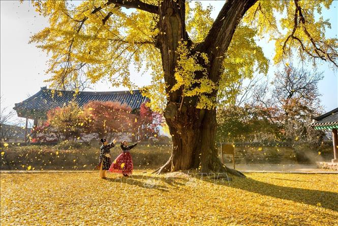 Quang cảnh mùa thu ở Trường Nho giáo Jeonju Hyanggyo, tỉnh Jeollabuk-do (Hàn Quốc). Ảnh: Đinh Thị Thuận - TTXVN  