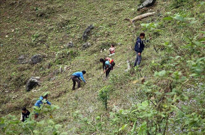 Người dân bản Huổi Bắc (Lai Châu) phát quang thực bì, cây cỏ để trồng cây. Ảnh: Quý Trung – TTXVN