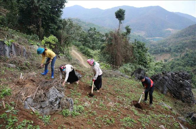 Cán bộ, nhân dân trồng cây tại bản Huổi Bắc, xã vùng cao Pha Mu, huyện Than Uyên (Lai Châu). Ảnh: Quý Trung – TTXVN