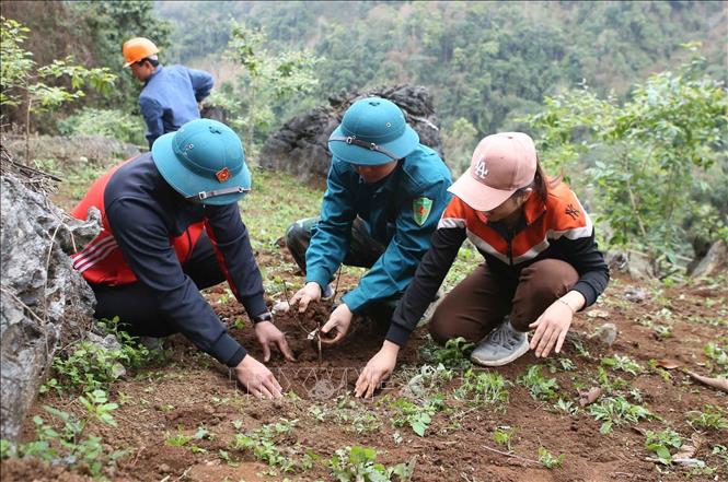 Cán bộ, nhân dân xã vùng cao Pha Mu, huyện Than Uyên (Lai Châu) trồng cây trong ngày phát động. Ảnh: Quý Trung – TTXVN