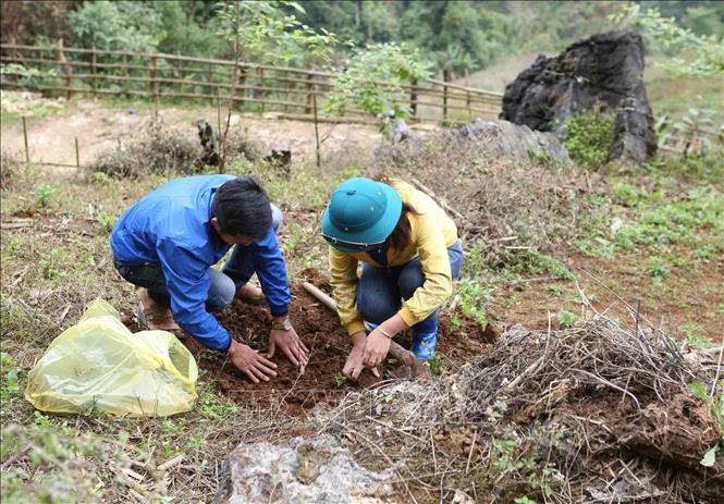 Người dân trồng cây hoa đào tạo cảnh quan môi trường sinh thái, phủ xanh đất trống tại bản Huổi Bắc. Ảnh: Quý Trung – TTXVN
