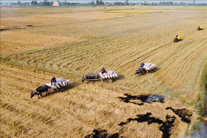 Trong ảnh: Xe trâu kéo lúa nối đuôi nhau di chuyển trên cánh đồng ở xã biên giới Thường Phước 1, huyện Hồng Ngự (Đồng Tháp). Ảnh: Nhựt An - TTXVN