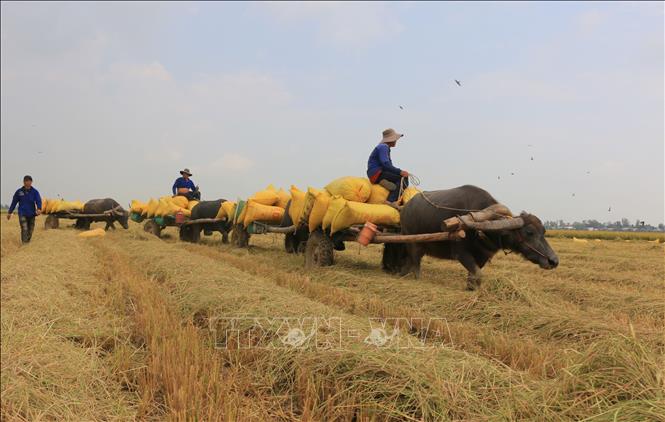 Trong ảnh: Xe trâu kéo lúa nối đuôi nhau di chuyển trên cánh đồng ở xã biên giới Thường Phước 1, huyện Hồng Ngự (Đồng Tháp). Ảnh: Nhựt An - TTXVN