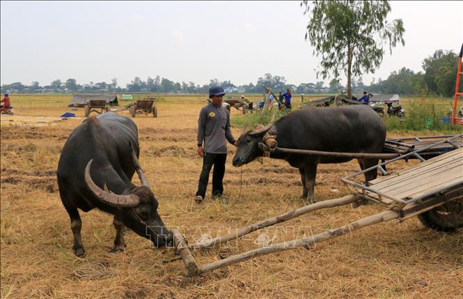Trong ảnh: Anh Nguyễn Văn Bé Sáu, xã Thường Phước 1, huyện Hồng Ngự (Đồng Tháp), có hơn 10 năm làm nghề kéo lúa bằng xe trâu. Ảnh: Nhựt An - TTXVN