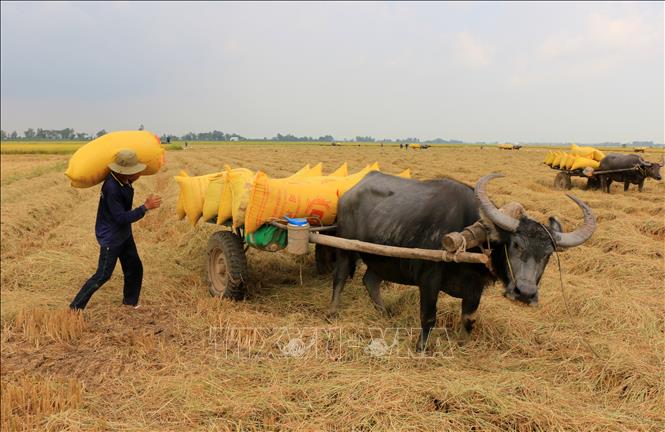Trong ảnh: Tùy vào chiều dài quãng đường, tiền công vận chuyển mỗi bao lúa từ đồng ruộng đến điểm tập kết dao động từ 6.000 - 10.000 đồng. Ảnh: Nhựt An - TTXVN