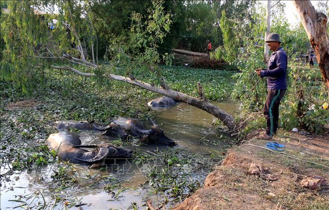 Trong ảnh: Sau mỗi chuyến kéo lúa, trâu sẽ được nằm nước, nghỉ ngơi khoảng 20 phút rồi tiếp tục đi kéo chuyến tiếp theo. Ảnh: Nhựt An - TTXVN