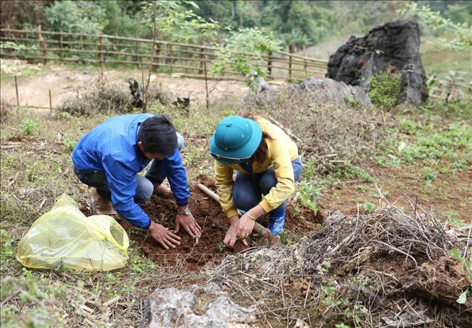 Locals in Pha Mu commune, Than Uyen district, the northern province of Lai Chau launch the 2023 tree planting campaign during the first days of the Lunar New Year. VNA Photo: Quý Trung
