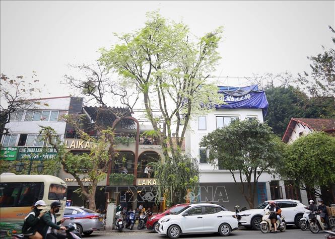 A sua tree on the street of Hanoi. VNA Photo: Tuấn Đức