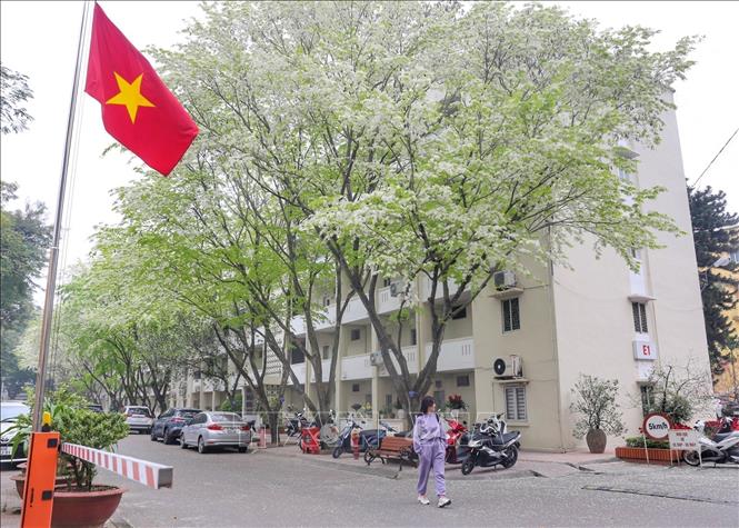 A road of sua flowers on Ho Dac Di street of Hanoi. VNA Photo: Tuấn Đức
