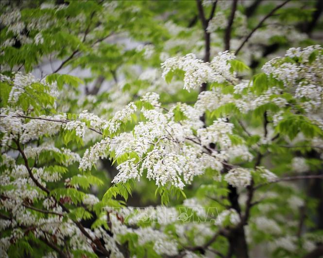 A close up of sua flowers in Hanoi. VNA Photo: Tuấn Đức