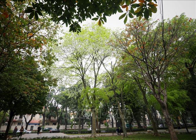 A sua flower in Lenin flower garden, Hanoi. VNA Photo: Tuấn Đức