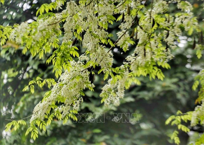 A close-up of sua flowers in Hanoi. VNA Photo: Tuấn Đức