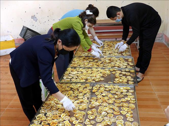 Trong ảnh: Công đoạn sấy cam khô tại Hợp tác xã Nông nghiệp xanh Yên Lâm. Ảnh: Vũ Quang – TTXVN