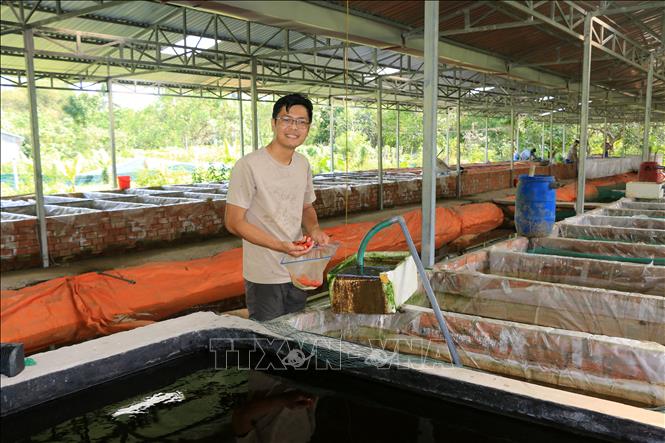 Anh Nguyễn Thanh Hoàng ở xã Phong Hòa, huyện Lai Vung (Đồng Tháp) đang nuôi và kinh doanh khoảng 100 loại cá cảnh. Ảnh: Nhựt An - TTXVN