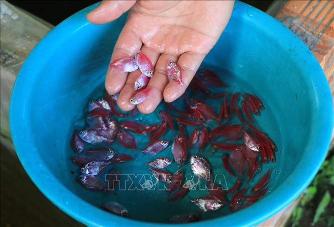 Loại cá buồm được nuôi tại trại cá cảnh của anh Nguyễn Thanh Hoàng. Ảnh: Nhựt An - TTXVN